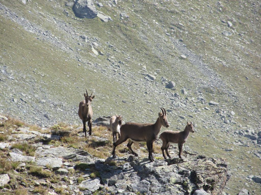 Cervino Valley House Rododendro Breuil-Cervinia Eksteriør billede